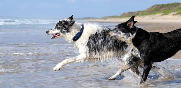 Natural Remedies for Arthritis in Dogs