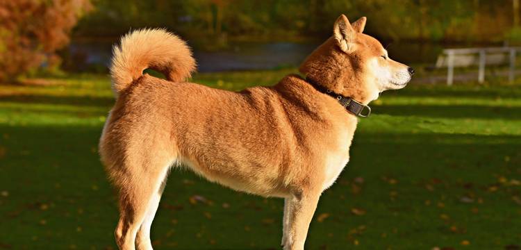 Glucosamine for Dogs