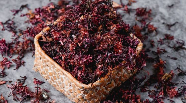 Discover Sea Moss: The Ocean's Multivitamin
