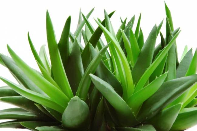 Health Benefits of  Aloe Vera