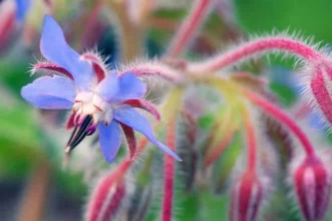 Starflower Oil Benefits For Women's Health