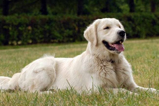 Common Skin Problems in Dogs & Their Remedies