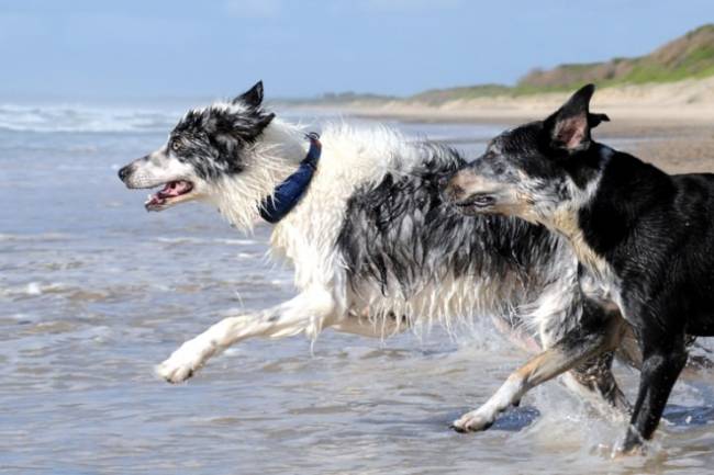 Natural Remedies for Arthritis in Dogs