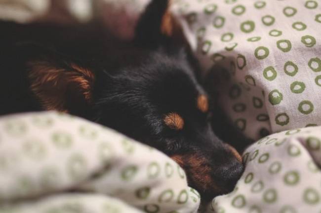 Natural Remedies for Dog Anxiety