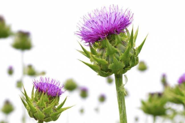 Milk Thistle for Liver Detox – Fact or Fad?