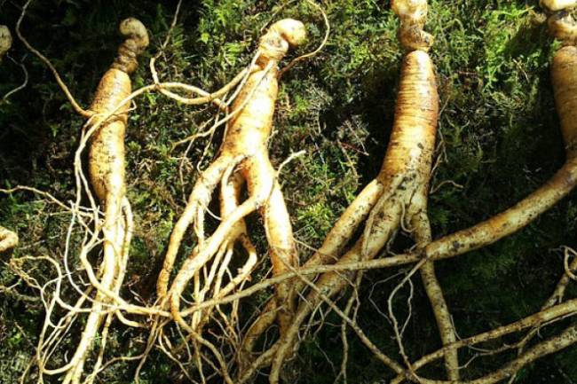 Ginseng and Sexual Health 