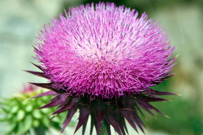 Discovering the Benefits of Milk Thistle