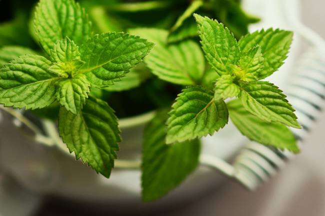 How to Use Peppermint for Bloating