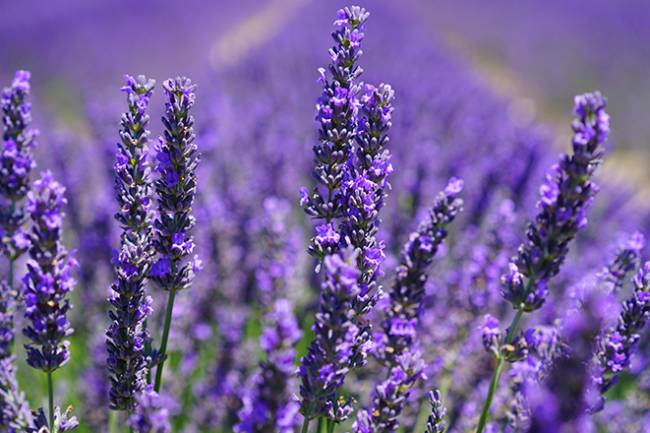 Flowers with Surprising Health Benefits