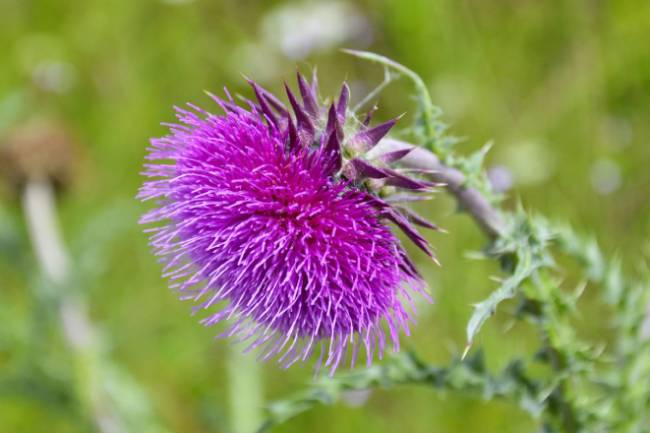 Uses of Milk Thistle