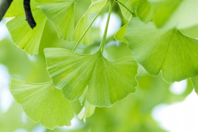 Health Benefits of  Ginkgo Biloba