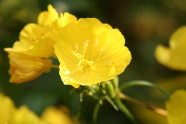 Health Benefits of  Evening Primrose Oil