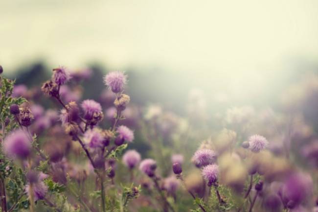 Health Benefits of Milk Thistle