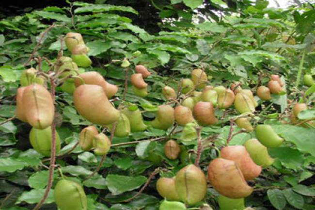 Health Benefits of 5HTP