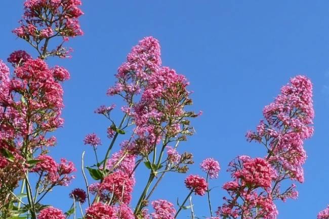 Health Benefits of Valerian