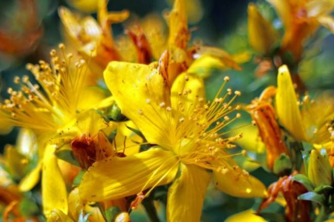Health Benefits of St John's Wort
