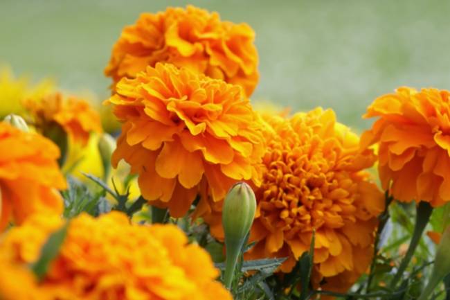 Health Benefits of Lutein