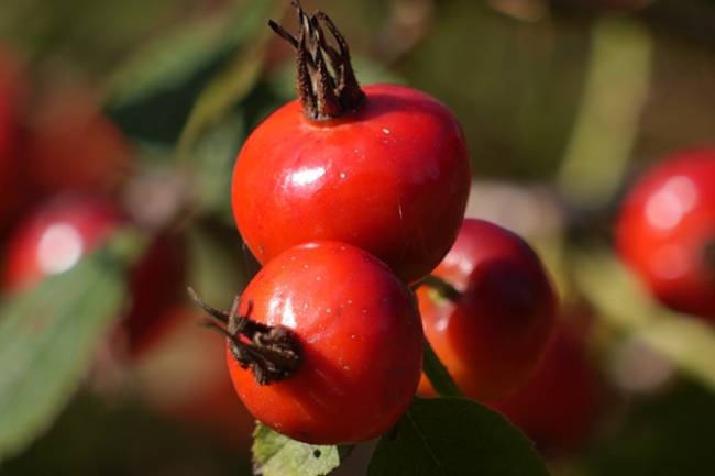 Health Benefits of Rosehips