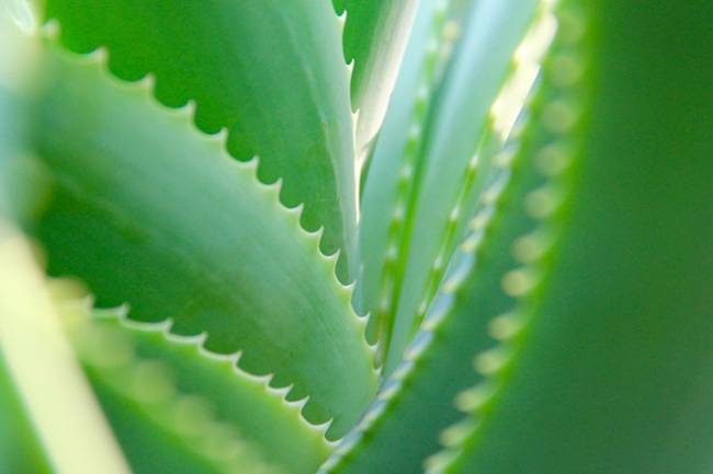 Health Benefits of Aloe Vera