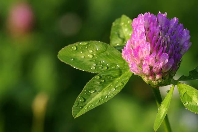 Health Benefits of Red Clover