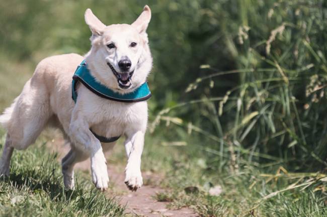 Cod Liver Oil for Dogs