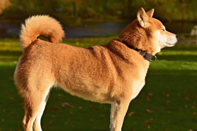 Glucosamine for Dogs