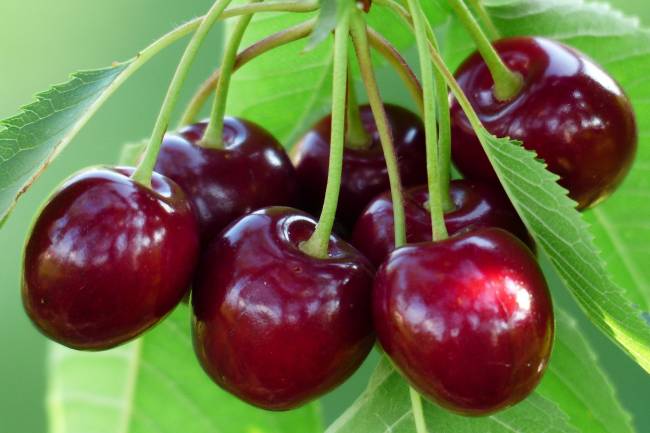 The Health Benefits of Montmorency Tart Cherry