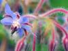 Starflower Oil Benefits For Women's Health