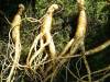 Ginseng and Sexual Health 
