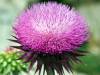 Discovering the Benefits of Milk Thistle