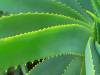 The Benefits of Aloe Vera for Your Skin