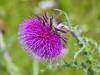 Uses of Milk Thistle
