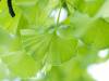 Health Benefits of  Ginkgo Biloba