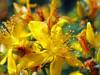 Health Benefits of St John's Wort