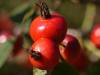 Health Benefits of Rosehips