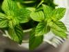 Health Benefits of Peppermint