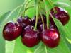 The Health Benefits of Montmorency Tart Cherry